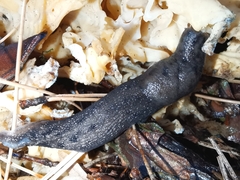 Limax maximus