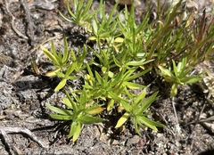 Caryophyllaceae