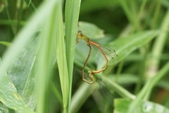 Ceriagrion auranticum