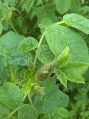 Rosa pseudoscabriuscula