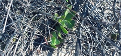 Crassula