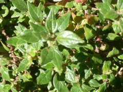 Parietaria judaica