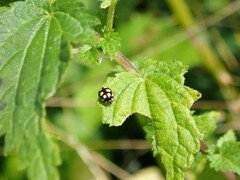 Coccinula quatuordecimpustulata