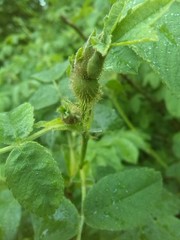 Rosa pseudoscabriuscula