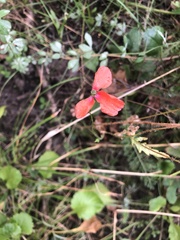 Papaver rhoeas
