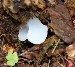 Pseudohydnum gelatinosum