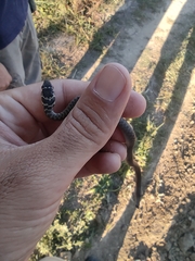 Hierophis viridiflavus carbonarius