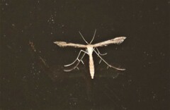 Lantanophaga pusillidactylus