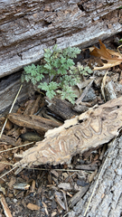 Anthriscus caucalis