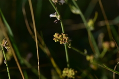 Aceria chondrillae