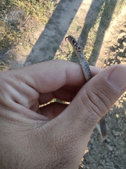 Hierophis viridiflavus carbonarius