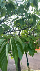 Prunus campanulata