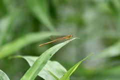 Ceriagrion auranticum