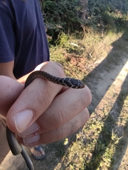Hierophis viridiflavus carbonarius