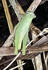 Pseudoxya diminuta