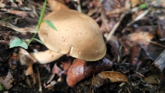 Tylopilus minor