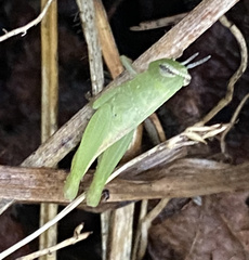 Pseudoxya diminuta