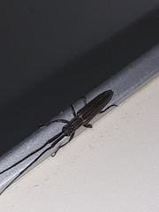 Hippopsis lemniscata