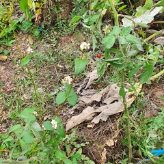 Fallopia convolvulus