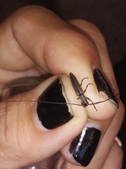 Hippopsis lemniscata