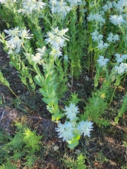 Euphorbia marginata