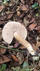 Tylopilus minor