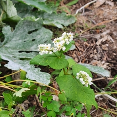 Fallopia convolvulus