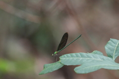 Neurobasis chinensis