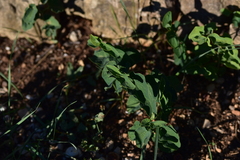 Aristolochia clematitis