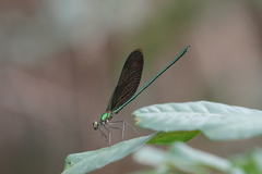 Neurobasis chinensis