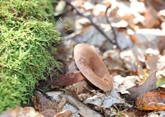 Lactarius quietus