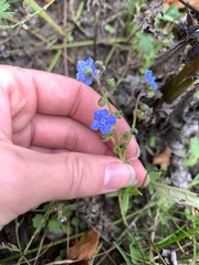 Cynoglossum amabile