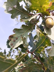 Neuroterus numismalis