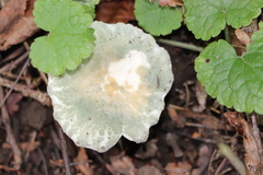 Russula virescens