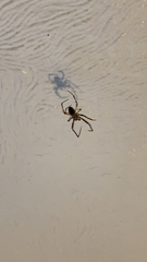 Araneomorphae