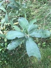 Salix cinerea