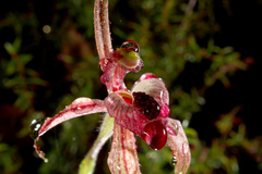 Caladenia cardiochila