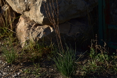 Asphodelus fistulosus