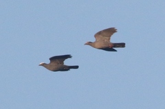 Patagioenas leucocephala