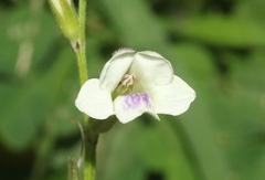 Asystasia intrusa
