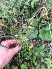 Sisymbrium officinale