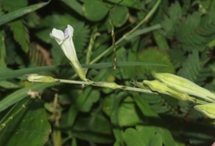 Asystasia intrusa