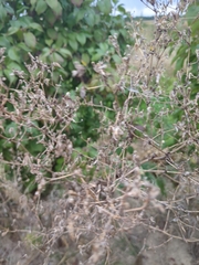 Valeriana officinalis