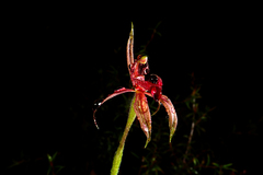 Caladenia cardiochila