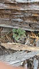 Anthriscus caucalis