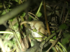 Muscardinus avellanarius