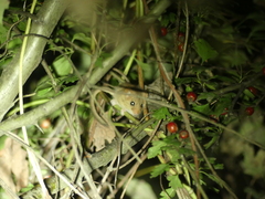 Muscardinus avellanarius