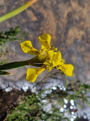 Moraea huttonii