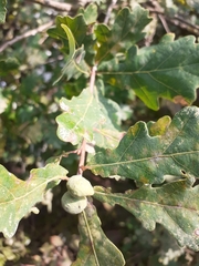 Andricus conglomeratus