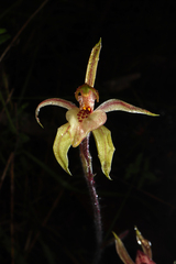 Caladenia cardiochila